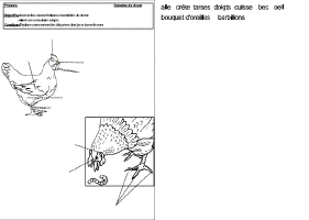 Etiquettes_elements_poule.gif (40202 octets)